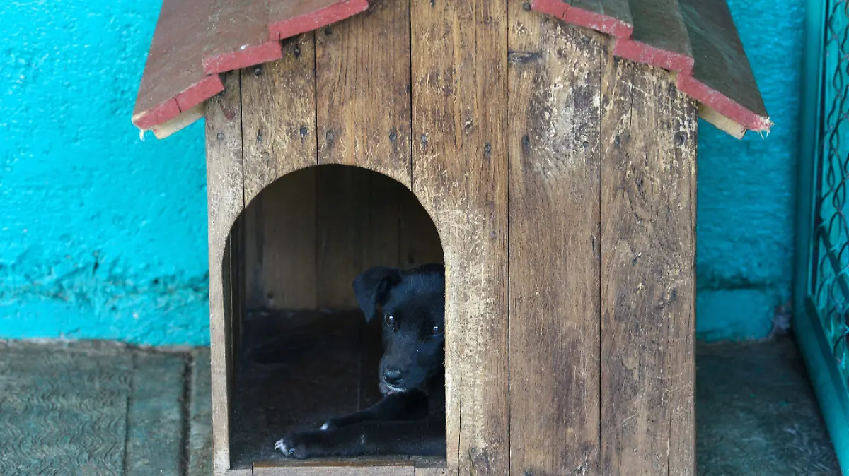 890749_Protectoras de animales ingresan a CCyBA Toluca -2_impreso